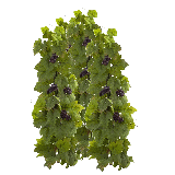 Grapevine