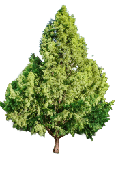 Bald Cypress