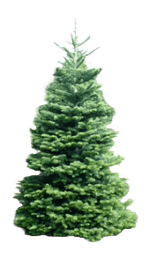 Noble  Fir
