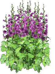 Malva