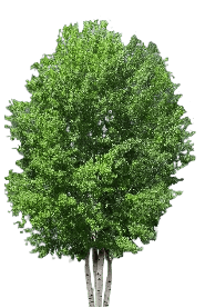 Quaking Aspen
