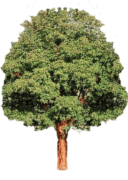 Paperbark Maple