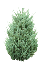Juniper