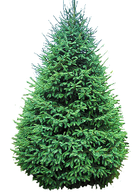 Black Spruce