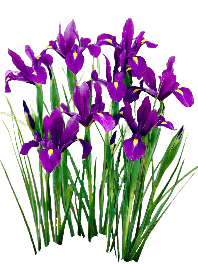 Iris Reticulata