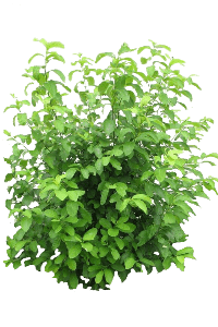 Spicebush