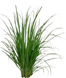 Lemon Grass