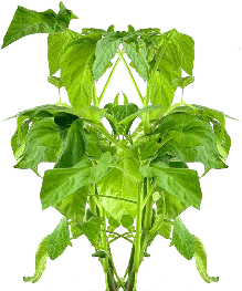 Tomatillo