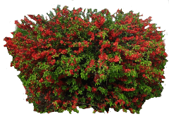 Flowering Quince