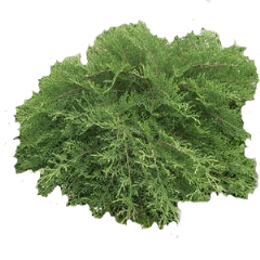 Russian Cypress
