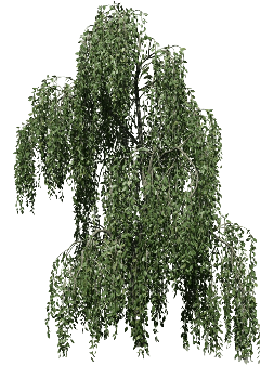 Weeping Birch