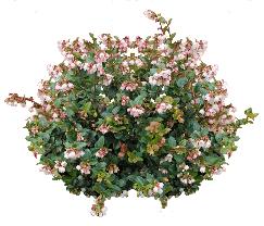 Huckleberry