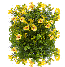 Trumpet Vine