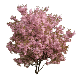 Almond