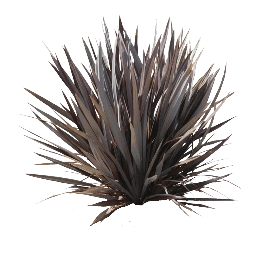 New Zealand Flax