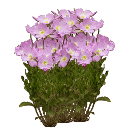 Evening Primrose