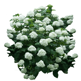 Big Leaf Hydrangea