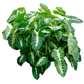 Elephant Ears