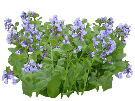 Virginia Bluebells