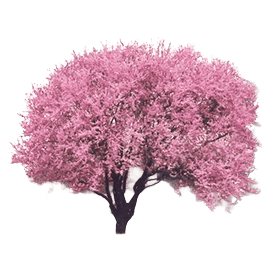 Flowering Plum