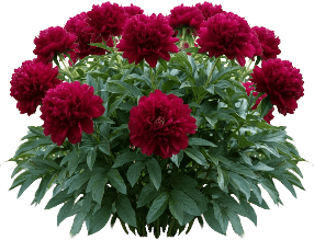 Peony
