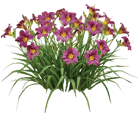 Daylily
