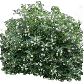 Buttonbush