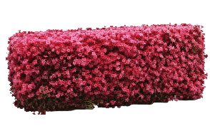 Azalea