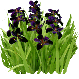 Louisiana Iris