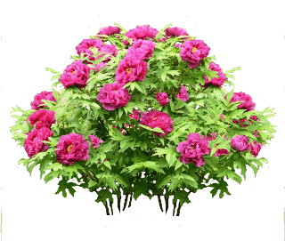 Tree Peony