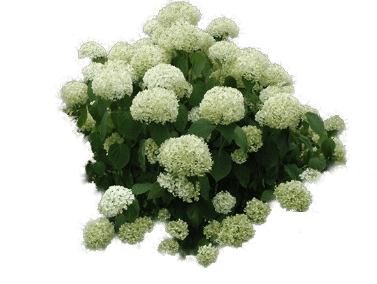 Ninebark