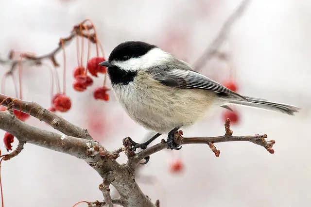 Creating a Backyard Nature Habitat - Comprehensive Course